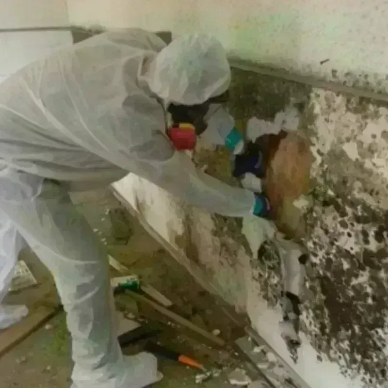 Mold Remediation and Removal in Salem Heights, OH